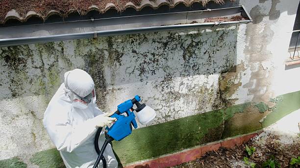 Mold Removal service in South Plainfield